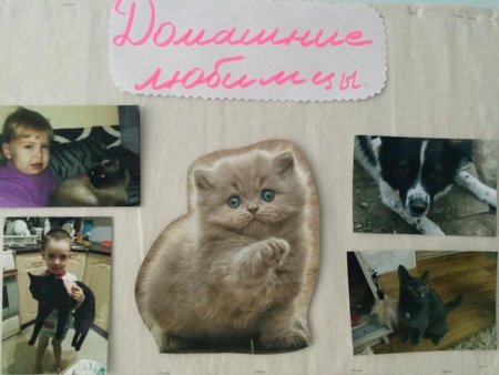 День защиты животных