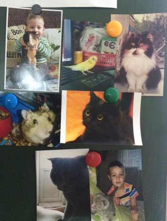 День защиты животных